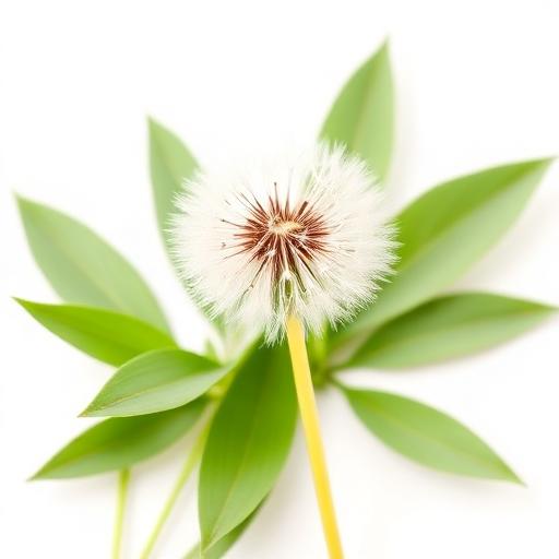 Dandelion Leaf