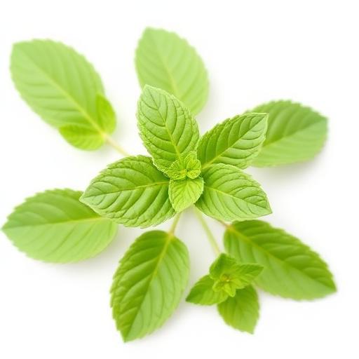 Lemon Balm