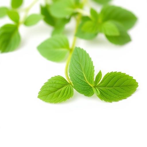 Stevia Leaf